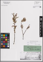 Foto von Salix eleagnos Scop.